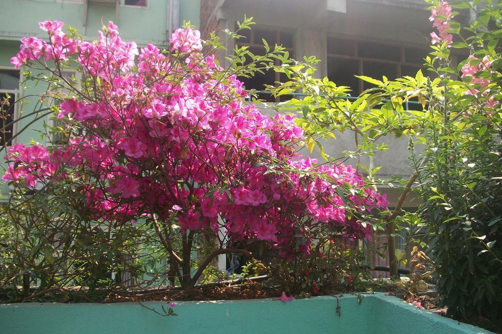 Hotel Impala Garden Katmandu Zewnętrze zdjęcie